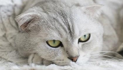 开云体育网址：把体育娱乐带进你的日常