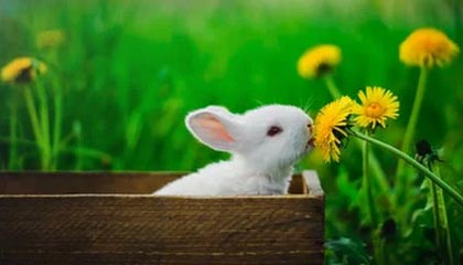 米乐APP：让日常更简单的智慧助手